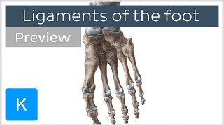 Muscle Anatomy Of The Plantar Foot  Everything You Need To Know  Dr Nabil Ebraheim [upl. by Drhcir]