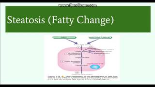 Fatty change Steatosis Etiology Pathogenesis and Morphology [upl. by Whitcher]