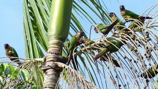 Painted Parakeet Pyrrhura picta picta feeding on açaí berry French Guiana [upl. by Nairim]