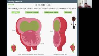 Heart Embryology Part 2 [upl. by Shalne]