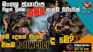 Batman  Rottweiler Dog මංගල ඡායාරූප වලත් ඉන්න සුපිරි හැන්ඩි බව්වෙක් VH Black Warriars [upl. by Muhcan]