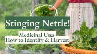 Stinging Nettle Health Benefits  How to Identify amp Harvest [upl. by Eiboj]