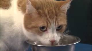 Caring for Your Diabetic Cat Part 4  Nutritional Therapy [upl. by Erund]