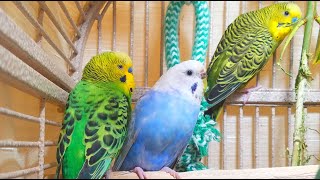 3 Hr Cute Parakeets Chirping Playing Eating Happy Budgies Chirping Reduce Stress of lonely Birds [upl. by Ahsitauq9]