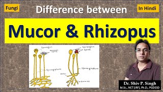 Differences between Mucor and Rhizopus  Zygomycetes [upl. by Ahsienal]