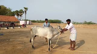 532019 Pallapatti jallikattu kaalai training [upl. by Wildee]