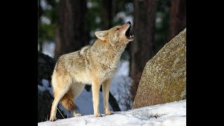 The Coyote Mini Documentary [upl. by Haimehen85]