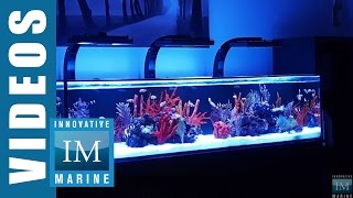 Innovative Marine NUVO SR Series 60 80 amp 120 Gallon Aquarium [upl. by Etnauq]