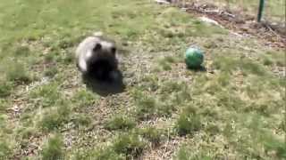 Dog Breeds  Keeshond Dogs 101 Animal Planet [upl. by Joette15]