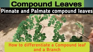 Compound leaves amp its typesPinnate vs palmate compound leaves pinnatepalmatecompoundleaves [upl. by Shivers]