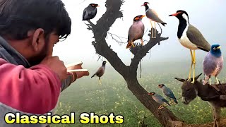 Classical Birds Hunting Shots With Handmade Slingshot [upl. by Bengt314]