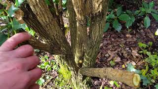 Pruning Mahonia [upl. by Daria]