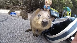 Adorable Quokka Wants A Cuddle [upl. by Remmus]