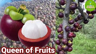 Amazing Mangosteen Farming Expert Tips for Successful Mangosteen Farming Modern Agriculture 2023 [upl. by Voss]