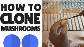 How To Clone Mushrooms [upl. by Yecies]