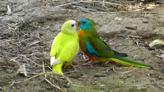 Turquoisine Parrots Feeding [upl. by Eidnil908]