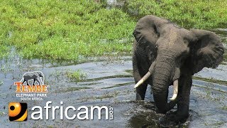 Africam  Tembe Live Wildlife Channel [upl. by Charlet481]