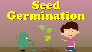 Seed Germination  aumsum kids science education children [upl. by Mcmath]