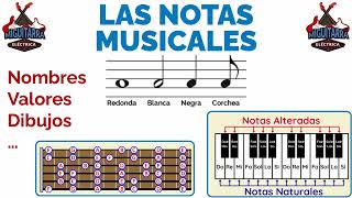 🎶 LAS NOTAS MUSICALES Cuáles son sus Nombres y Dibujos 🎶 [upl. by Ryder]