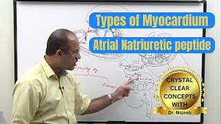 Types of Myocardium  Atrial Natriuretic Peptide  ANP 🩺 [upl. by Ecyac]