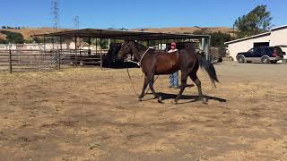 Dr Douglas Novick DVM  Determining Front Limb Lameness [upl. by Kerin]