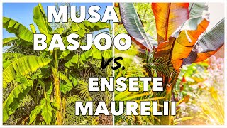 Musa Basjoo vs Ensete Ventricosum Maurelii  How to Grow Banana Plants in UK Tropical Gardens [upl. by O'Mahony]