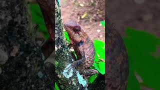 The Ultimate Guide to Lizard Lifetrendingtrendwildlifenaturenaturalrelaxingkidsviralvideo [upl. by Erda]