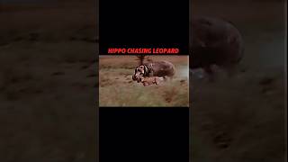 Hippo vs leopard trending animals wildlife shorts leopard hippo shortvideo [upl. by Rosenbaum]