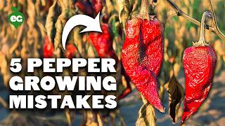 5 Pepper Growing Mistakes to Avoid [upl. by Vinson]