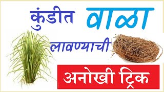 वाळा  खस  कुंडीत लावण्याची अनोखी पद्धत माहिती आणि निगा  Vetiver grass  Khus  Vala  Wala [upl. by Anayra941]