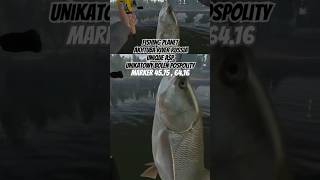 Fishing Planet Akhtuba River Russia Unique Asp  Unikatowy Boleń Pospolity Achtuba Rosja fp [upl. by Longmire]