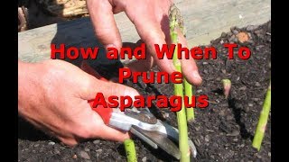 How And When To Prune Asparagus [upl. by Renraw]