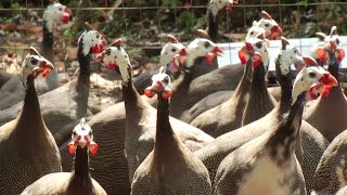 Hechos del Agro  Crianza de gallinas de guinea [upl. by Eelydnarb]