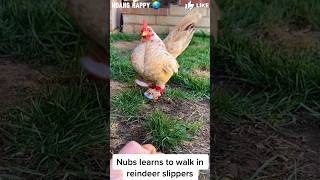 Part 5Make shoes👟for a chicken with deformed feet farm chickenunny [upl. by Ettevol]