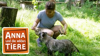 Ist der Marderhund ein Hund  Reportage für Kinder  Anna und die wilden Tiere [upl. by Nolek]