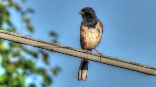 Eastern Towhee Song  Drink Your Tea [upl. by Kristel]