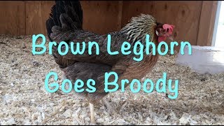 Brown Leghorn Goes Broody [upl. by Iosep]