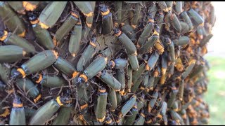 Thousands of Crawling Swarming Insects  Plague Soldier Beetle Chauliognathus lugubris [upl. by Sundstrom]