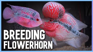 Easy way to Successfully Breed Flowerhorn in Aquarium [upl. by Lucky]