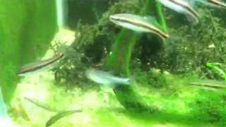 Bluefin Killifish Bluenose Shiners Redeye Chubs and quotApa [upl. by Enilkcaj]