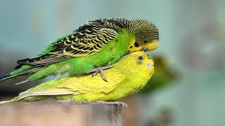 Budgies Parrots Mating  Birds Mating  Birds Love [upl. by Namhar898]