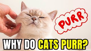 WHY DO CATS PURR [upl. by Levitan266]