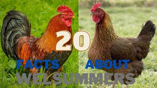 20 Facts About the Welsummer Chicken Breed [upl. by Seed]