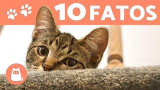 10 CURIOSIDADES sobre GATOS que você precisa conhecer [upl. by Euqinomahs]