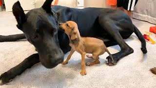 Watch what happens when tiny scared puppy falls in love with a 120 pound great dane and her Mom [upl. by Caddaric]