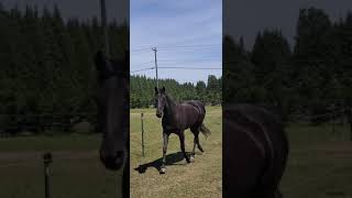 Horse Trotting On The Track [upl. by Lynnea]