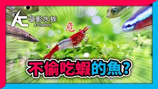 有沒有不吃蝦的魚？3個把蝦子越養越多的密技教學！｜AC草影水族 [upl. by Henriette362]