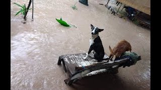 Update Todays Flood In Tuburan Cebu Philippines December 2 2020 [upl. by Nhepets]