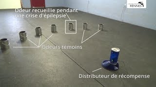 Une odeur spécifique de lépilepsie révélée par des chiens entraînés 2 min [upl. by Nnainot]