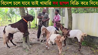 খামারি বিদেশ চলে যাবে তাই সব তোতাপুরি ছাগল বিক্রি করে খামার বন্ধ করে দিবে।।Goat Farm [upl. by Aivizt]